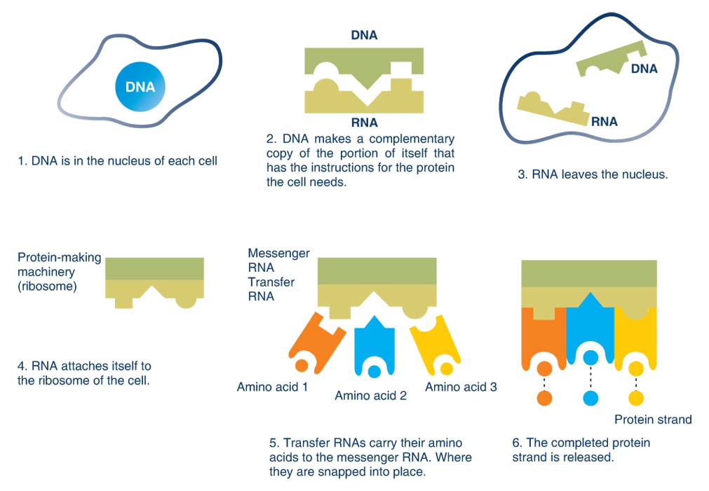 How many amino acids are there?